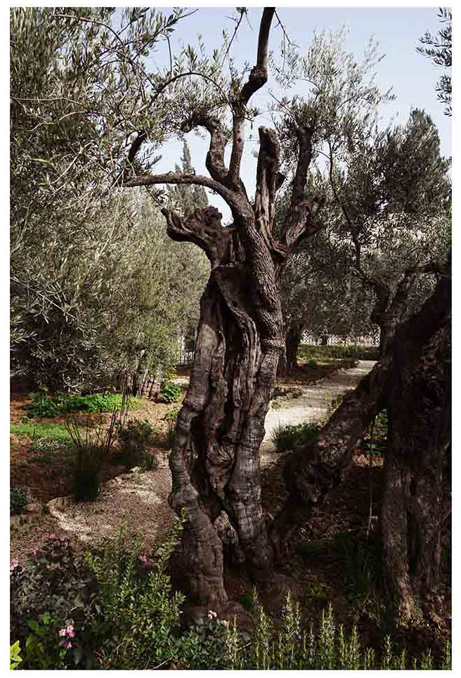 Getsemani I